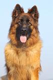 BERGER ALLEMAND 956